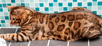 Bengalkater Basu